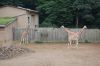 Zoo-Schwerin-150815-DSC_0023.JPG