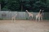 Zoo-Schwerin-150815-DSC_0032.JPG