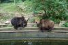 Zoo-Schwerin-150815-DSC_0138.JPG