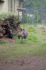 Zoo-Schwerin-150815-DSC_0285.JPG