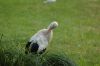 Zoo-Schwerin-150815-DSC_0348.JPG