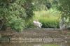 Zoo-Schwerin-150815-DSC_0351.JPG