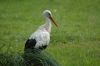 Zoo-Schwerin-150815-DSC_0353.JPG