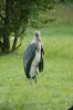 Zoo-Schwerin-150815-DSC_0354.JPG