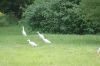 Zoo-Schwerin-150815-DSC_0355.JPG