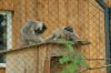 Zoo-Schwerin-150815-DSC_0365.JPG