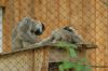 Zoo-Schwerin-150815-DSC_0366.JPG