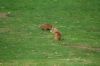 Zoo-Schwerin-150815-DSC_0370.JPG