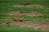 Zoo-Schwerin-150815-DSC_0372.JPG