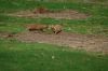 Zoo-Schwerin-150815-DSC_0373.JPG