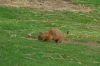 Zoo-Schwerin-150815-DSC_0376.JPG