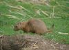 Zoo-Schwerin-150815-DSC_0384.JPG