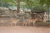 Zoo-Schwerin-150815-DSC_0439.JPG
